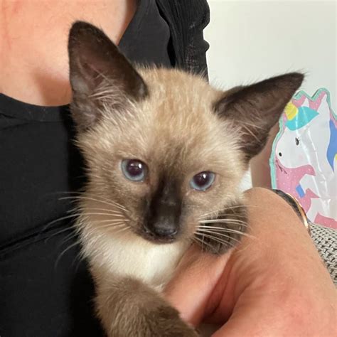 <b>Siamese Cat Breeders in Ohio</b> With <b>Kittens</b> and <b>Cats</b> <b>for Sale</b>. . Siamese kittens for sale craigslist ohio